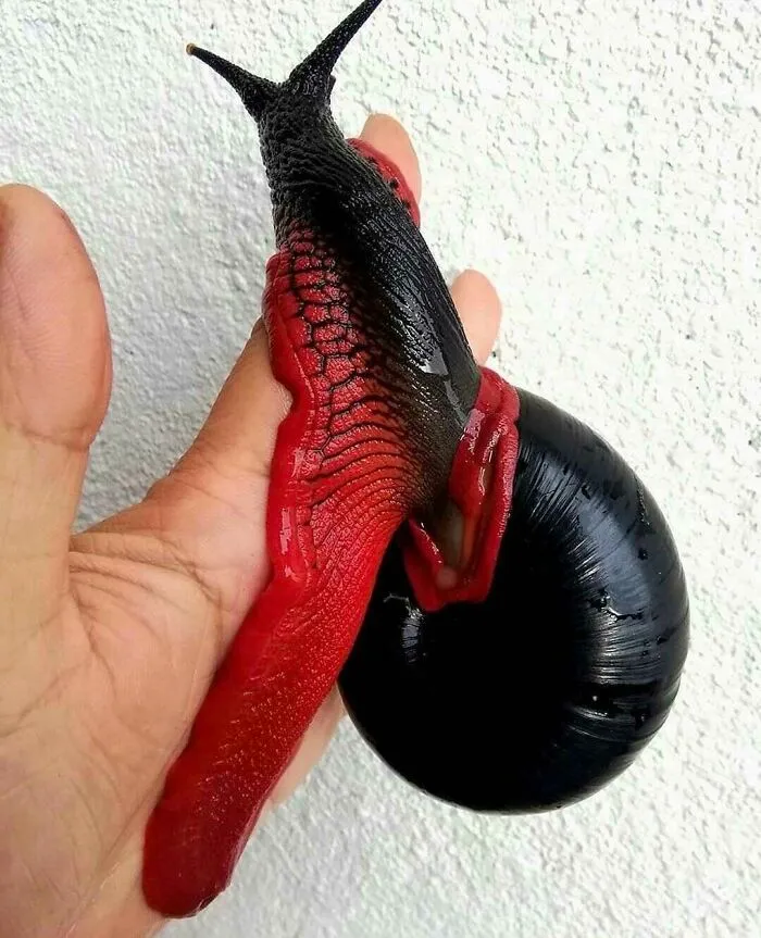 Este inofensivo caracol