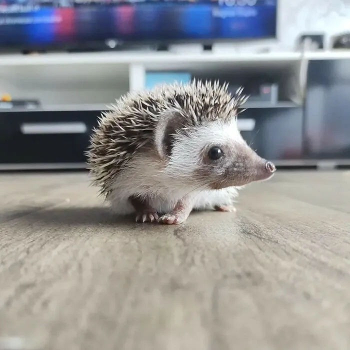 Today We Adopted This Gorgeous Little Hedgehog