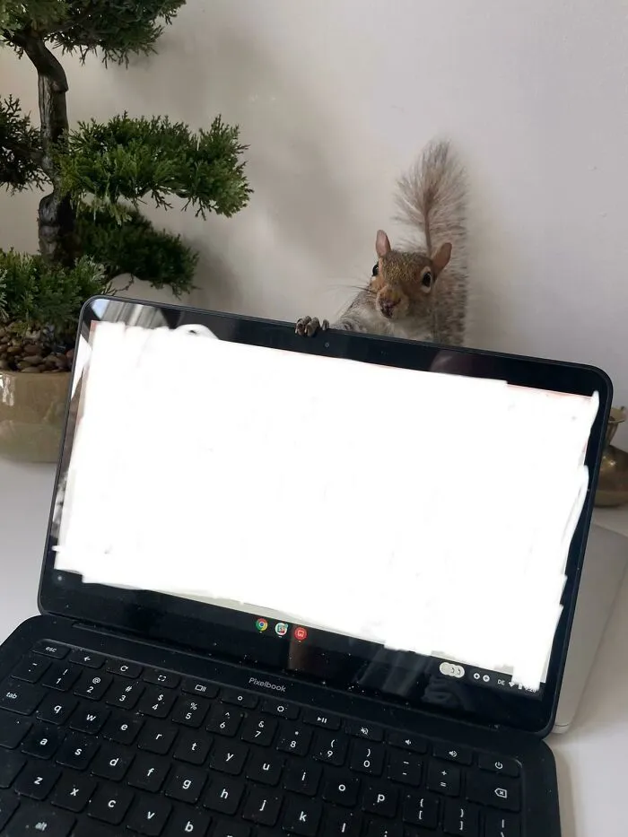 Volviendo a mi mesa, no encontraba mis pistachos, y casi me da un infarto
