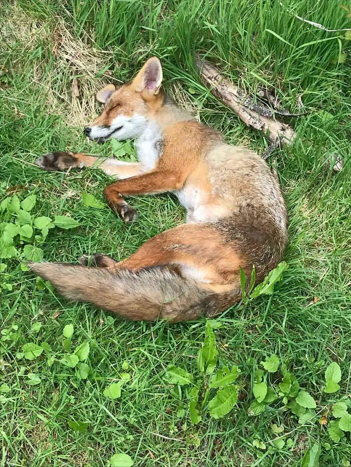 Found In Garden Today