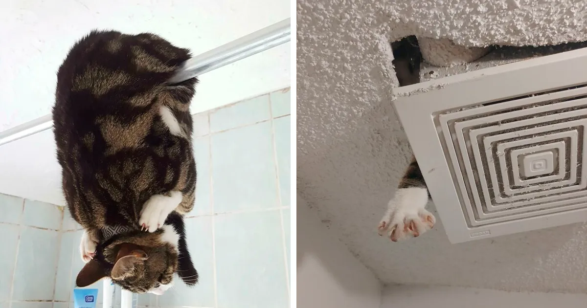 40 Dueños de gatos muestran los sitios más insólitos en los que han encontrado a sus mascotas