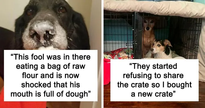 "What's Wrong With Your Dog?": People Are Sharing Pics Of Their Dogs Acting Bizarre (50 New Pics)