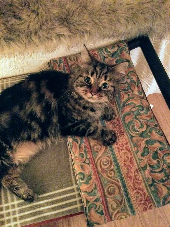 Recién adoptada. Su nombre es Minette