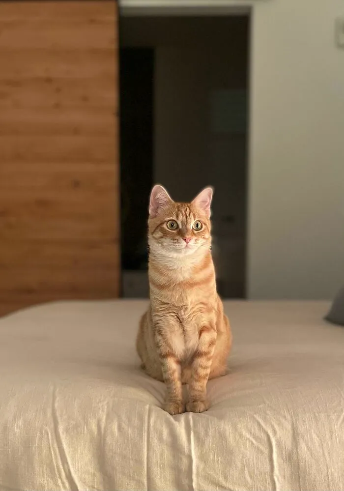 Acabo de adoptarla y creo que se está adaptando bien