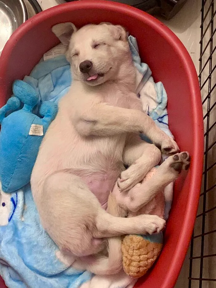 He adoptado un cachorro, saca la lengua cuando duerme
