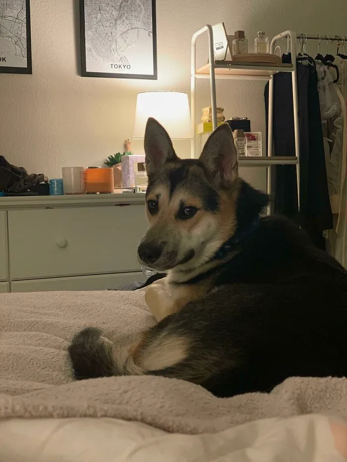 This Is Hank. He A Stray I’m Caring For. He Slept Where My Husky Used To Sleep And Gave Me The Same Look My Husky Had, And I Think He’s Gonna Be Mine Now