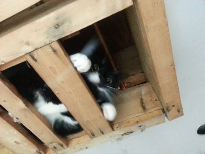 It's Almost 1:30 Am Here, And I Just Found A Cat In My Ceiling