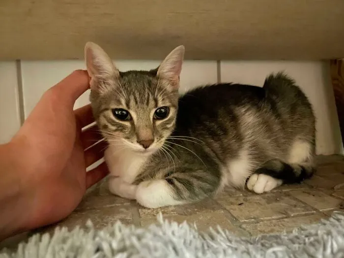Conoced a Pearl, acabamos de adoptarla
