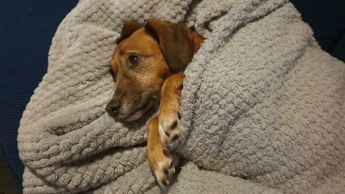 I Still Can't Believe I Was Lucky Enough To Be The One To Adopt Her