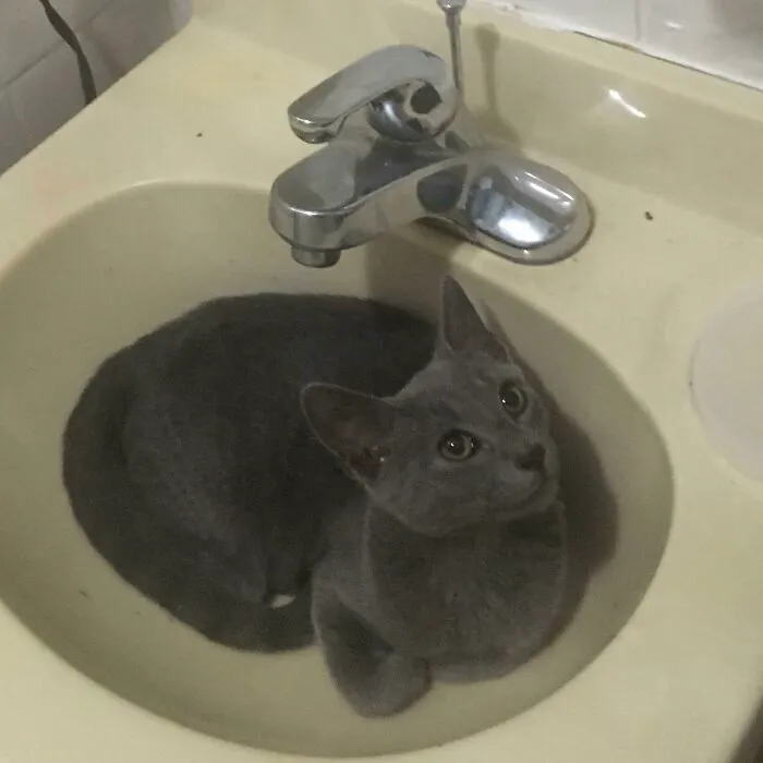 Mi bebé salvaje que adopté de mi patio trasero