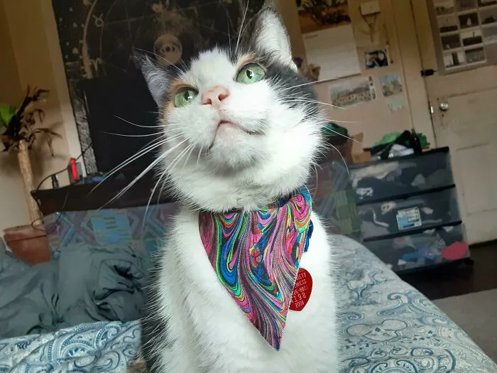 I Just Adopted This Senior Lady! She's The First Cat I've Ever Had And She's Also The Sweetest One I've Ever Known. Senior Cat Appreciation!