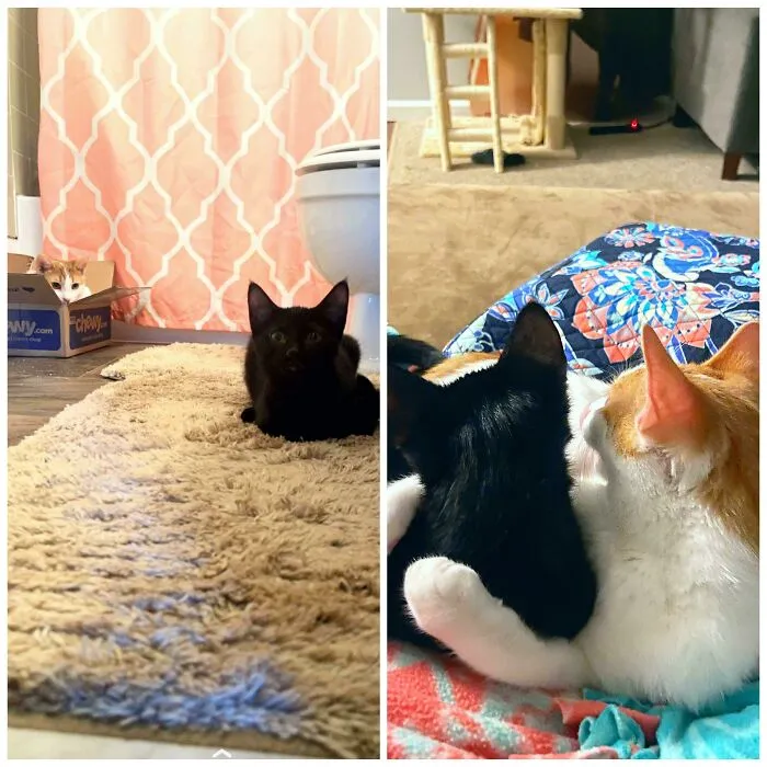 Poe y Kylo en el primer día de la adopción de Kylo vs. una semana después de la adopción