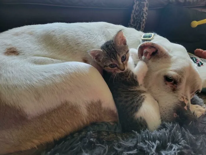 Friend Asked If I Could Adopt A Stray, But My Dog Ended Up Doing The Adopting