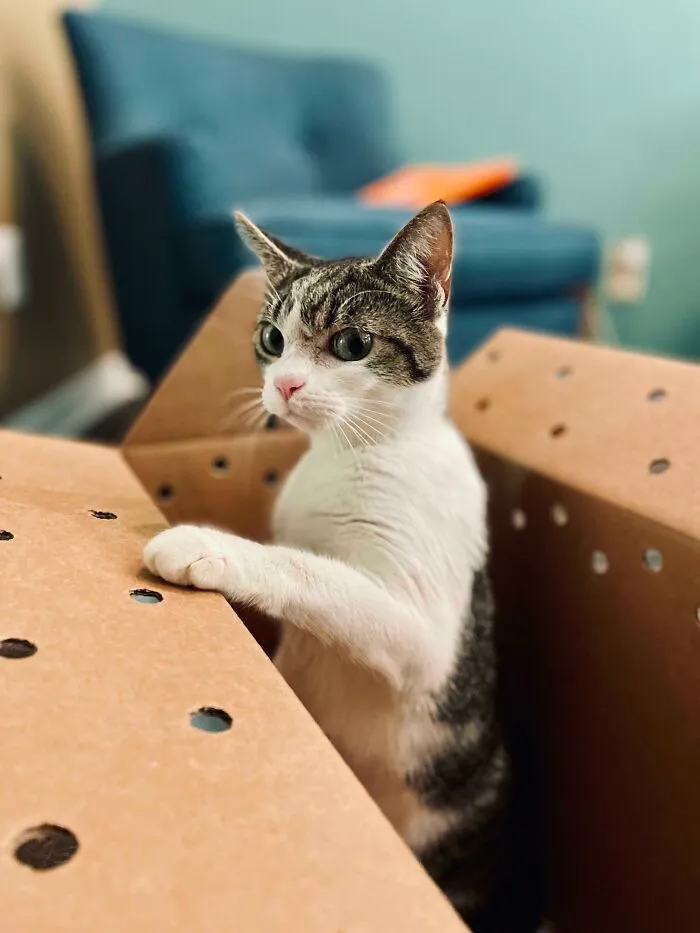 My New Cat’s Reaction To Her Forever Home
