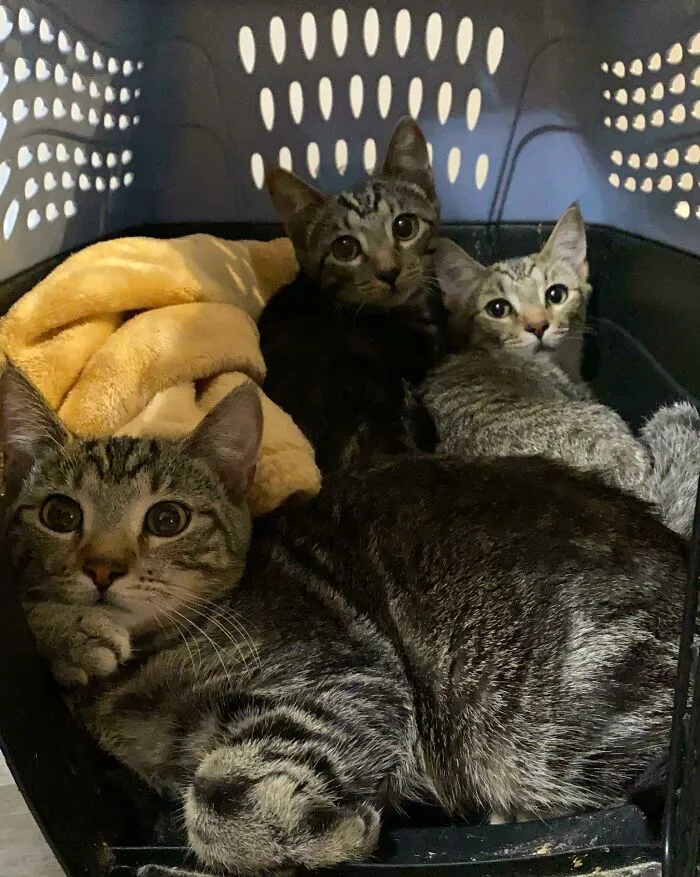 Originally Was Going To Adopt 2 Of These Guys. Turns Out Three Times The Charm. We Got All The Siblings Together! They’re Super Close And We Didn’t Want To Leave The Sister Out