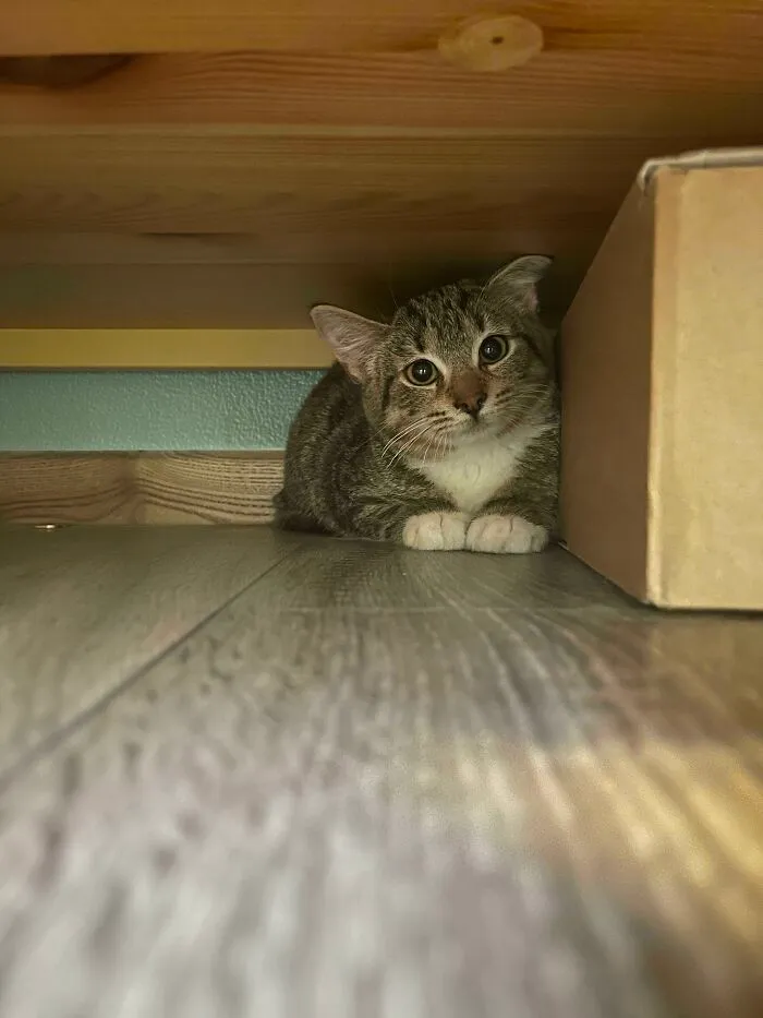 Hoy he adoptado una gatita. Su nombre es Loki, está súper asustada, pero es muy linda