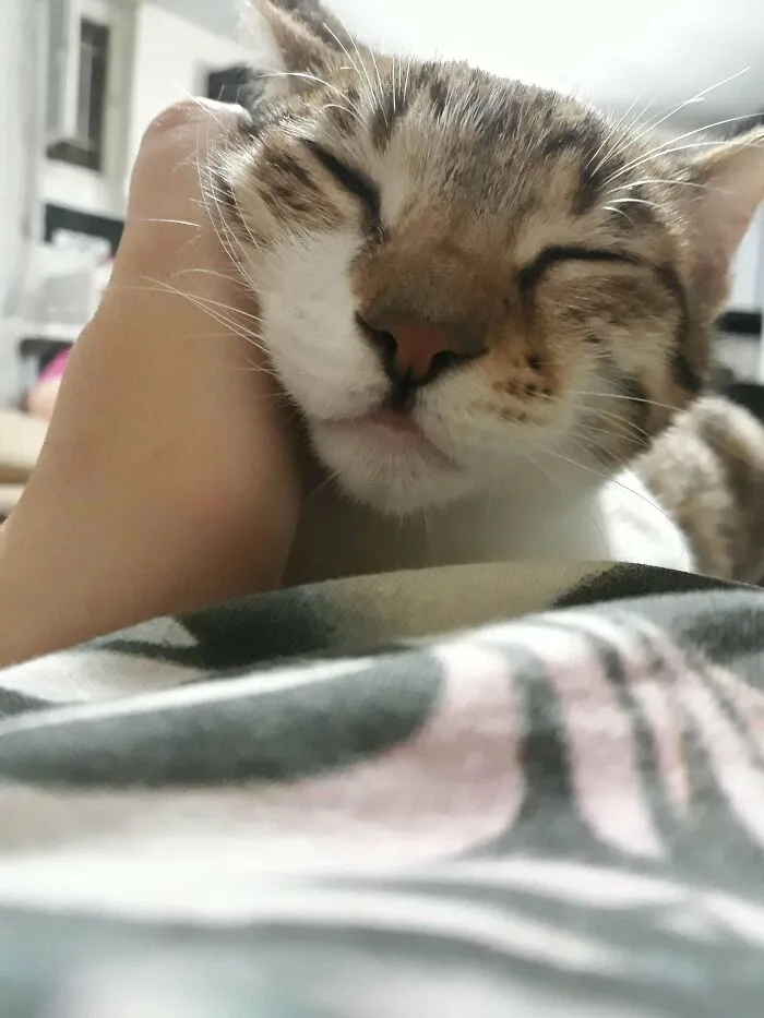 Lo adoptamos hoy, le encantan los mimos