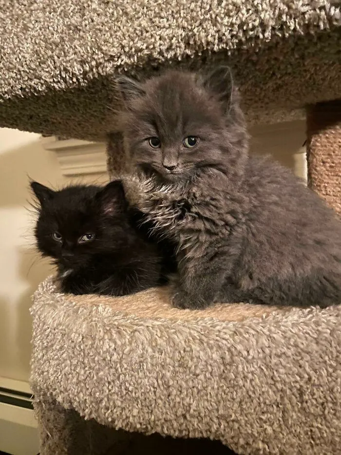 Adopted These Two, Meeting Them On Thursday For The First Time