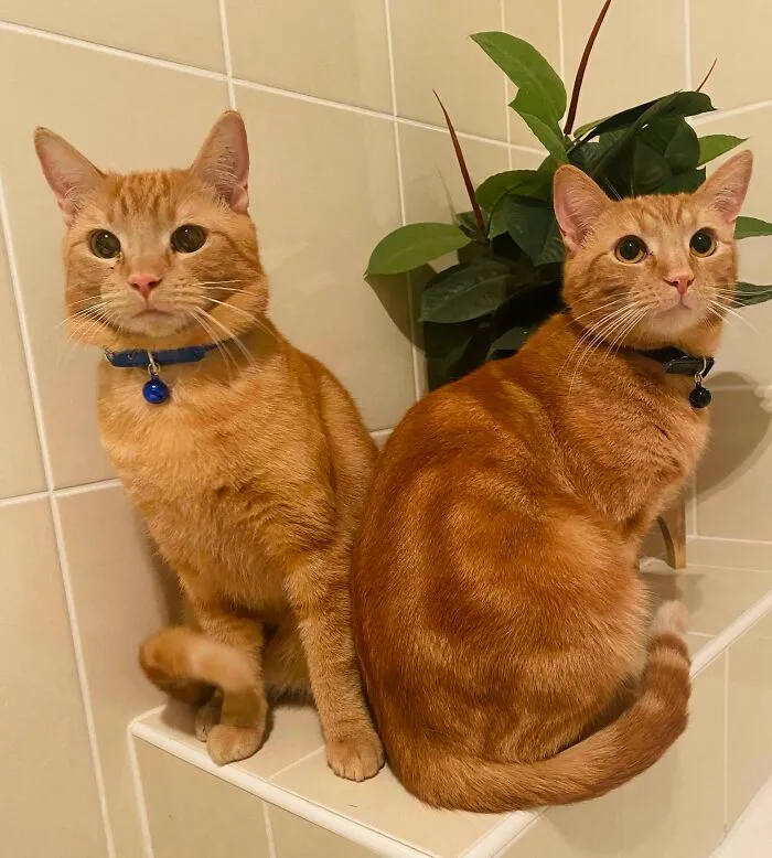 Just Adopted These Two Sweet Brothers. Our 2.5 Year Old Son Chose The Names... Meet T-Rex And Cardboard