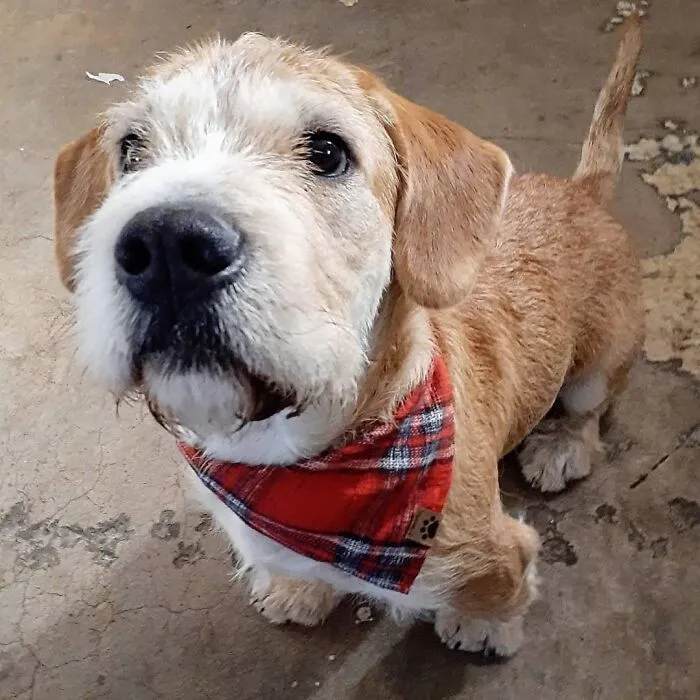 My Newly Adopted Boy Angus Looking Quite Dapper!