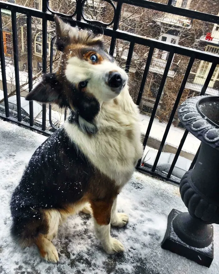 Katara - Purebred Mutt, Rescued And Adopted In Montreal. Of Course, We’re The Lucky Ones