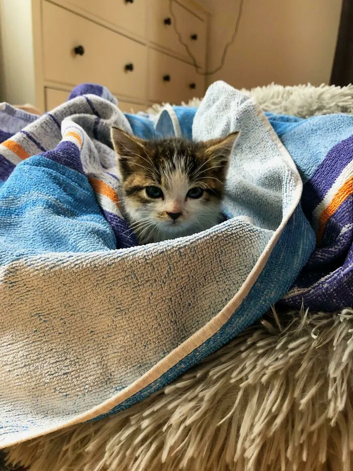 Gato ilegalmente pequeño que nos adoptó ayer