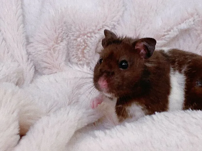 Adopté a este pequeño el otro día, es un verdadero encanto