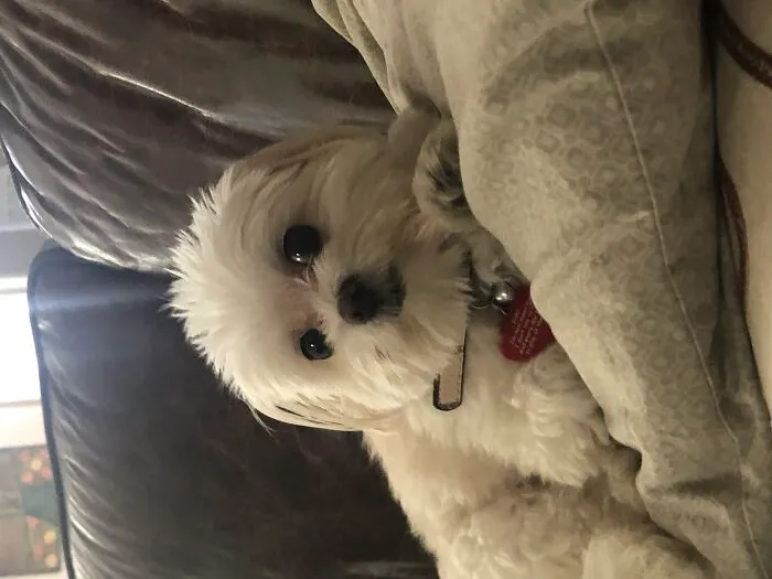 I Don’t Really Have Anything But Here’s My Dog. It Won’t Let Me Post The Challenge Without A Starting Photo