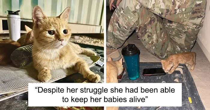 Sergeant Whiskers: A Cat With Two Kittens That Comforted Soldiers While They Were On Tour