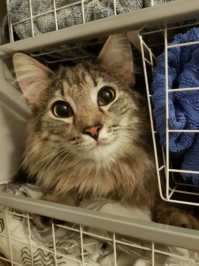 40 Dueños de gatos muestran los sitios más insólitos en los que han encontrado a sus mascotas