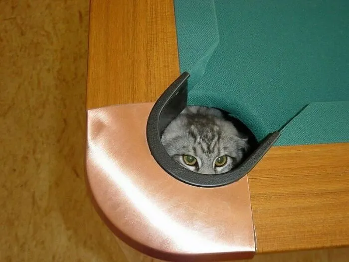 40 Dueños de gatos muestran los sitios más insólitos en los que han encontrado a sus mascotas