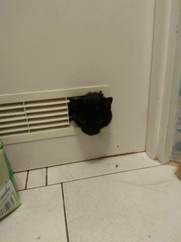 40 Dueños de gatos muestran los sitios más insólitos en los que han encontrado a sus mascotas