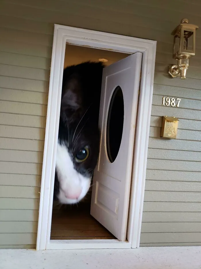 40 Dueños de gatos muestran los sitios más insólitos en los que han encontrado a sus mascotas