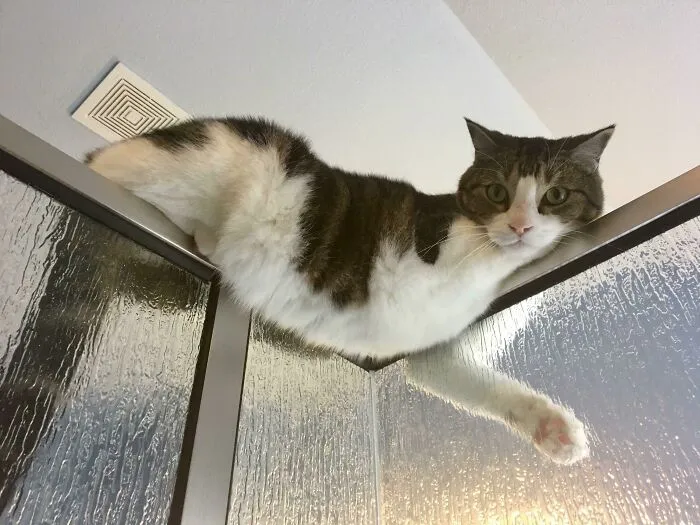 40 Dueños de gatos muestran los sitios más insólitos en los que han encontrado a sus mascotas