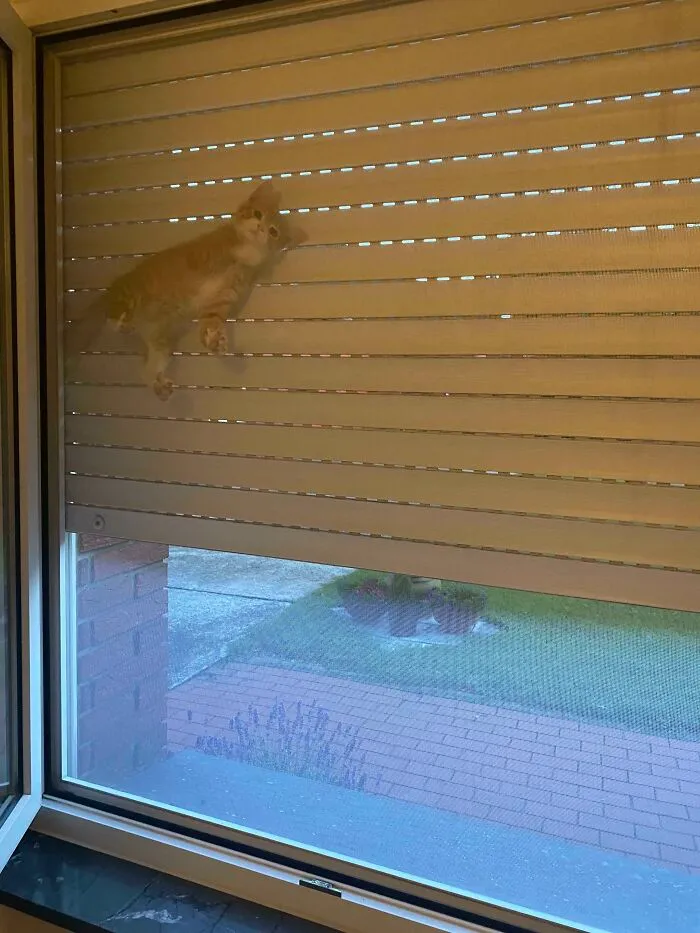 Cat Owners Share The Weirdest Places Their Cats End Up In (50 Pics)