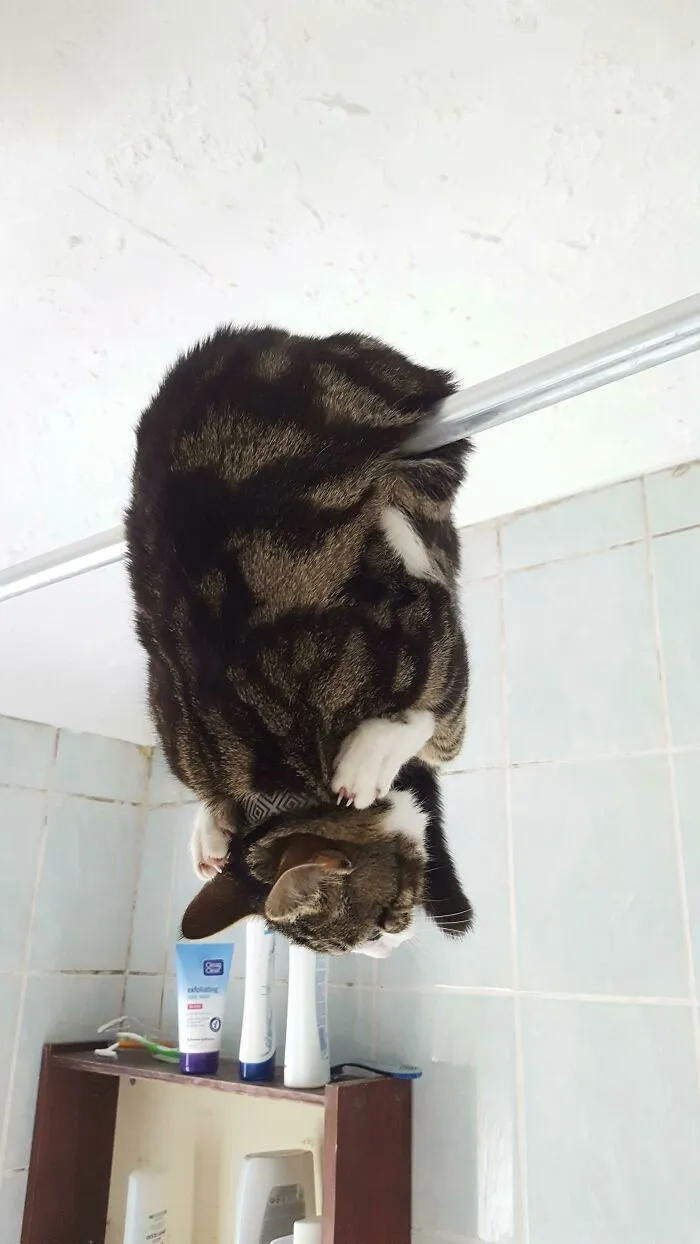 40 Dueños de gatos muestran los sitios más insólitos en los que han encontrado a sus mascotas