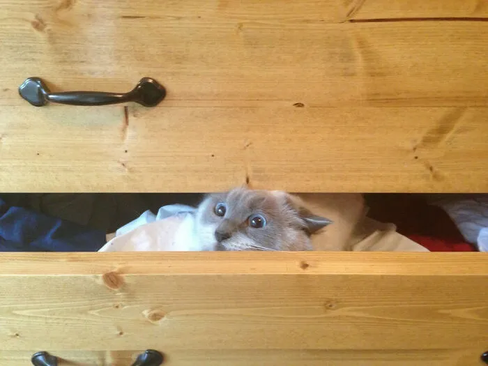 Cat Owners Share The Weirdest Places Their Cats End Up In (50 Pics)