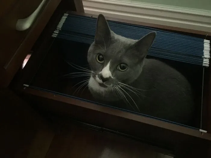 Cat Owners Share The Weirdest Places Their Cats End Up In (50 Pics)
