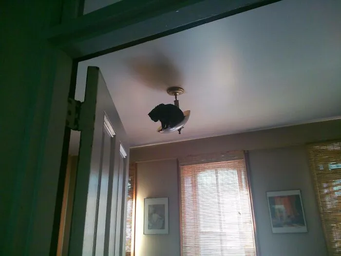 Over The Last Week Our Kitten Has Discovered She Can Climb