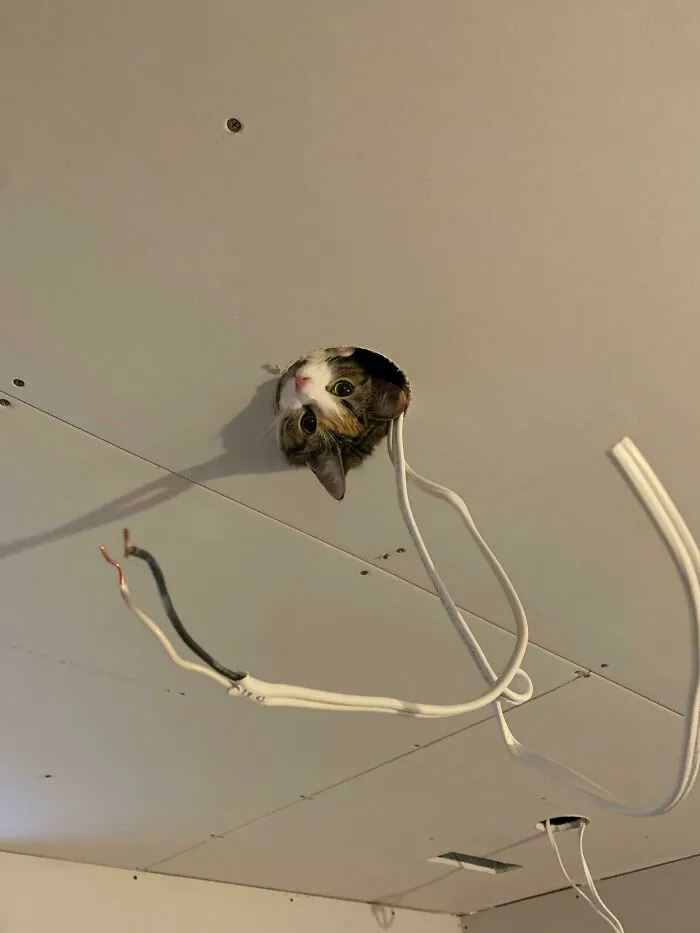 I Can Halp Electrishun?