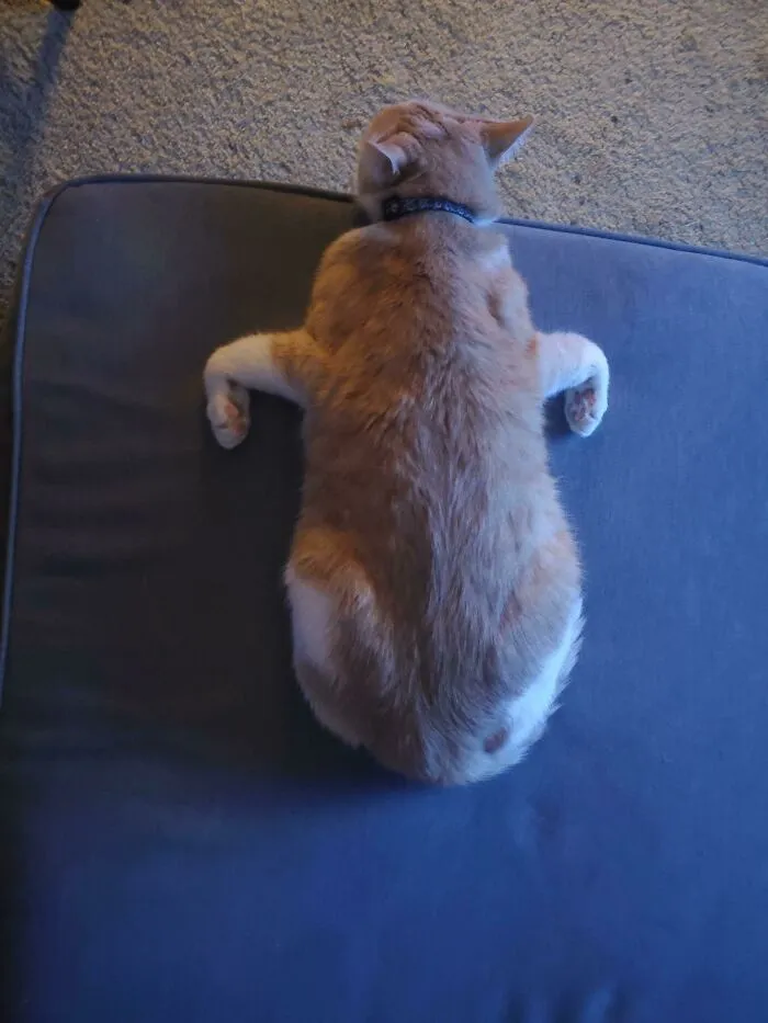 My Cat Sleeps In The Strangest Position