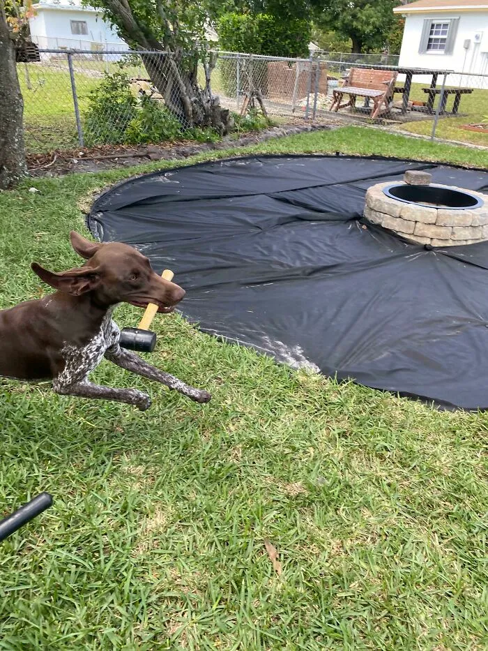 All The Toys In The World, And He Chooses To Play ‘Keep Away’ With My Mallet Mid Project 