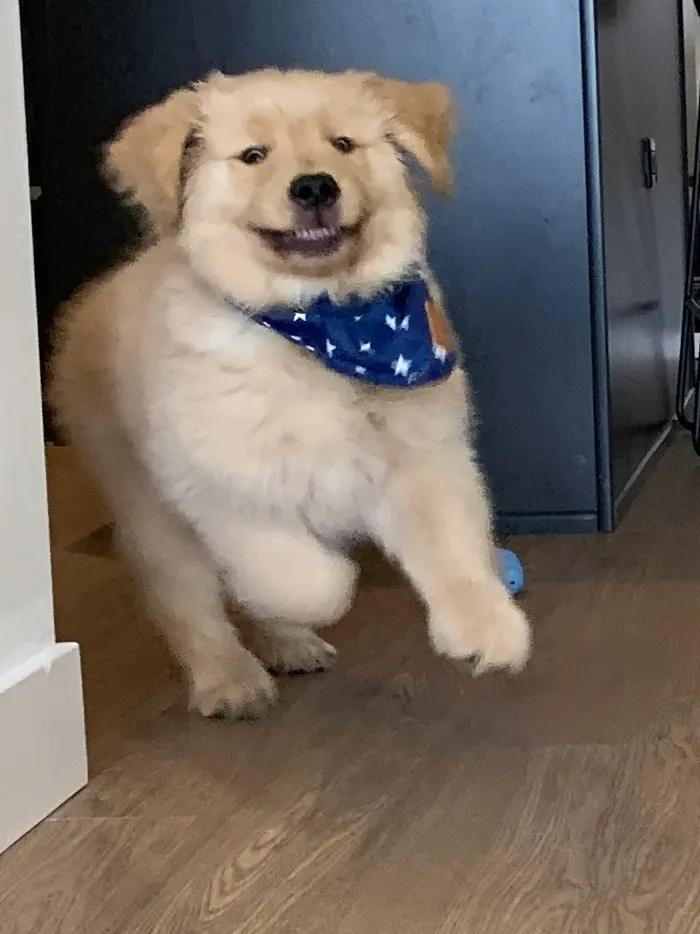 He Heard The Treat Bag Open