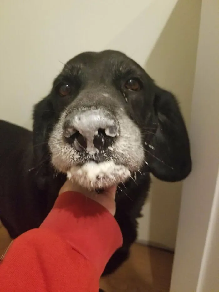 I Heard A Noise In The Pantry. This Fool Was In There Eating A Bag Of Raw Flour And Is Now Shocked That His Mouth Is Full Of Dough, And He Looks Like He Just Spent The Night Out On A Cocaine Bender