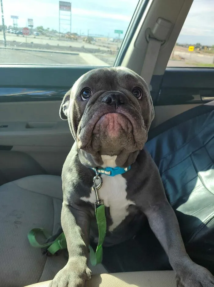 The Sad Face He Gives Me When He Can't Sit In My Lap While I Drive