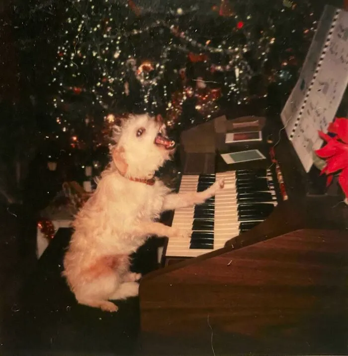 El perro de la infancia de mi papá, Nasty
