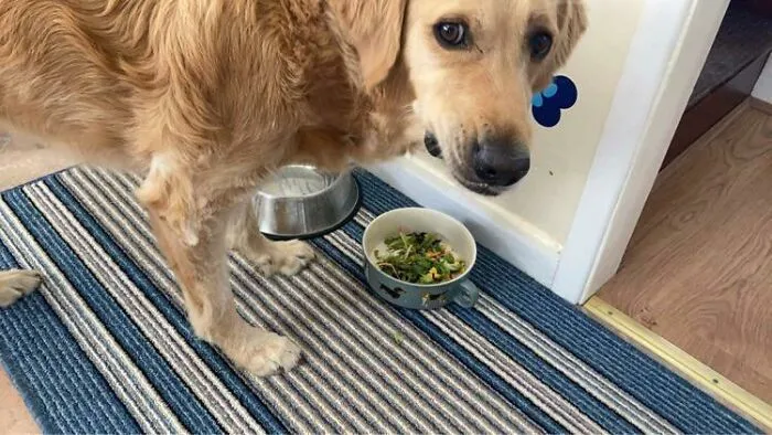 He Usually Gets A Bit Of Chicken Or Pork In His Bowl If We’re Having It. The Salad Did Not Go Down Well…