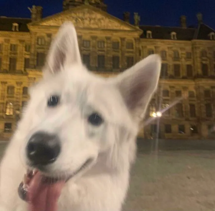 When You Try To Make A Photo Of Your City By Night, But Your Dog Makes It Ten Times Better