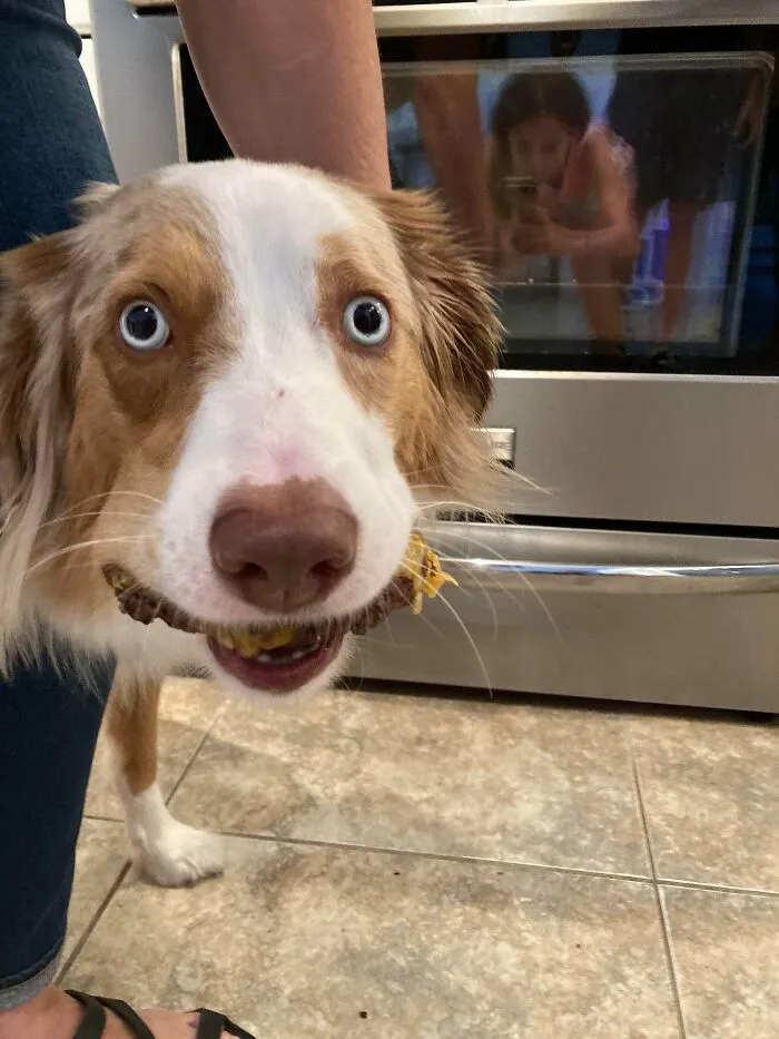 Cheeseburger Thief Caught Red-Handed
