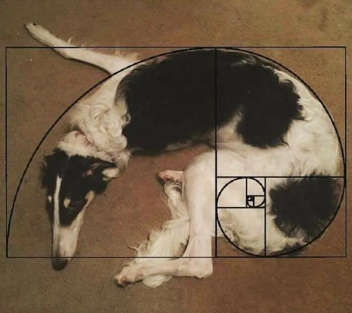 Fiboperro